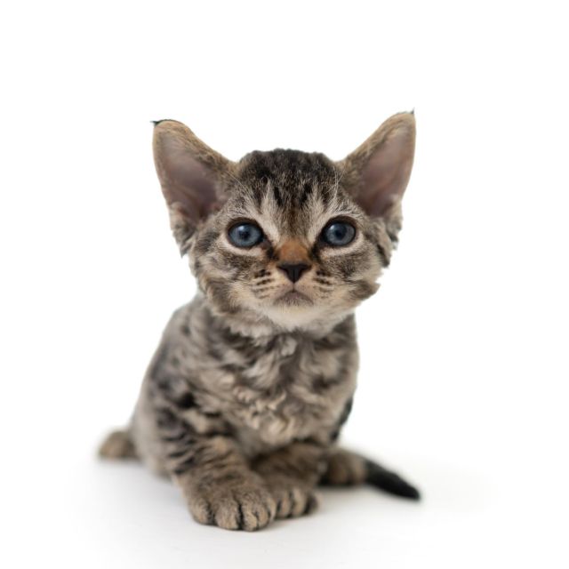 ブラウンマッカレルタビーちゃん。
⁡
・・・
⁡
#ヒャクパーセントネコ by #Cattery #Sakuraquiet | 100% Neko は #キャッテリー 併設の #デボンレックス のいる #猫カフェ です。
⁡
#devonrex #kitten #devonrexkitten #devonrexcattery #デボンレックス子猫 #デボンレックスブリーダー #デボンレックスキャッテリー