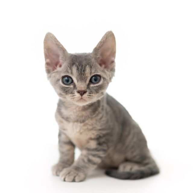 ブルーマッカレルタビーくん。
⁡
・・・
⁡
#ヒャクパーセントネコ by #Cattery #Sakuraquiet | 100% Neko は #キャッテリー 併設の #デボンレックス のいる #猫カフェ です。4月にはたくさんの子猫が誕生しました。会いに来てね(ΦωΦ)
⁡
#devonrex #kitten #devonrexkitten #devonrexcattery #デボンレックス子猫 #デボンレックスブリーダー #デボンレックスキャッテリー