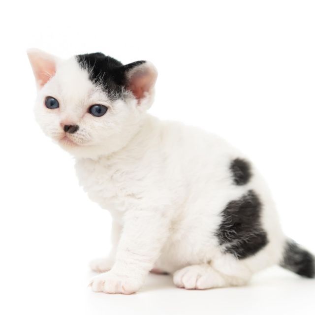 ブラック&ホワイト閣下。
⁡
・・・
⁡
#ヒャクパーセントネコ by #Cattery #Sakuraquiet | 100% Neko は #キャッテリー 併設の #デボンレックス のいる #猫カフェ です。
⁡
#devonrex #kitten #devonrexkitten #devonrexcattery #デボンレックス子猫 #デボンレックスブリーダー #デボンレックスキャッテリー