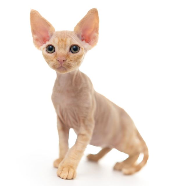 あそんでもらうの大好きっ子くん。
⁡
・・・
⁡
#ヒャクパーセントネコ by #Cattery #Sakuraquiet | 100% Neko は #キャッテリー 併設の #デボンレックス のいる #猫カフェ です。
⁡
#devonrex #kitten #devonrexkitten #devonrexcattery #デボンレックス子猫 #デボンレックスブリーダー #デボンレックスキャッテリー