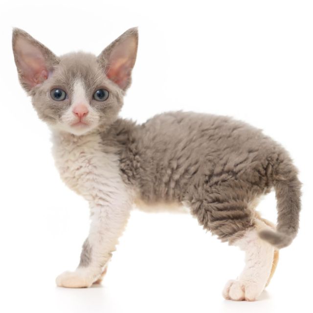 ライラック&ホワイトくん。
⁡
・・・
⁡
#ヒャクパーセントネコ by #Cattery #Sakuraquiet | 100% Neko は #キャッテリー 併設の #デボンレックス のいる #猫カフェ です。
⁡
#devonrex #kitten #devonrexkitten #devonrexcattery #デボンレックス子猫 #デボンレックスブリーダー #デボンレックスキャッテリー