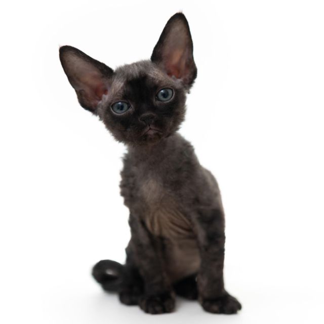 ブラックスモークくん。
⁡
・・・
⁡
#ヒャクパーセントネコ by #Cattery #Sakuraquiet | 100% Neko は #キャッテリー 併設の #デボンレックス のいる #猫カフェ です。
⁡
#devonrex #kitten #devonrexkitten #devonrexcattery #デボンレックス子猫 #デボンレックスブリーダー #デボンレックスキャッテリー