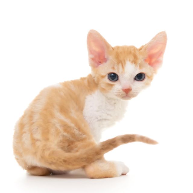 レッドクラシックタビー&ホワイトちゃん。
⁡
・・・
⁡
#ヒャクパーセントネコ by #Cattery #Sakuraquiet | 100% Neko は #キャッテリー 併設の #デボンレックス のいる #猫カフェ です。
⁡
#devonrex #kitten #devonrexkitten #devonrexcattery #デボンレックス子猫 #デボンレックスブリーダー #デボンレックスキャッテリー