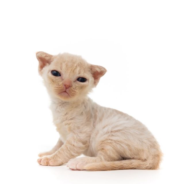 クリーム1号くん。
⁡
・・・
⁡
#ヒャクパーセントネコ by #Cattery #Sakuraquiet | 100% Neko は #キャッテリー 併設の #デボンレックス のいる #猫カフェ です。
⁡
#devonrex #kitten #devonrexkitten #devonrexcattery #デボンレックス子猫 #デボンレックスブリーダー #デボンレックスキャッテリー