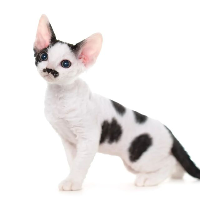 牛柄ちゃん🐄⁡
⁡
・・・⁡
⁡
#ヒャクパーセントネコ by #Cattery #Sakuraquiet | 100% Neko は #猫カフェ スタイルの #デボンレックス の #キャッテリー です。⁡
⁡
#devonrex #kitten #devonrexkitten #devonrexcattery #デボンレックス子猫 #デボンレックスブリーダー #デボンレックスキャッテリー