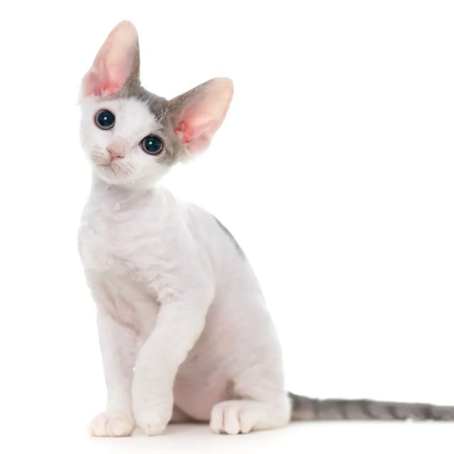 ブルーマッカレルタビーアンドホワイトちゃん。⁡
⁡
・・・⁡
⁡
#ヒャクパーセントネコ by #Cattery #Sakuraquiet | 100% Neko は #猫カフェ スタイルの #デボンレックス の #キャッテリー です。⁡
⁡
#devonrex #kitten #devonrexkitten #devonrexcattery #デボンレックス子猫 #デボンレックスブリーダー #デボンレックスキャッテリー