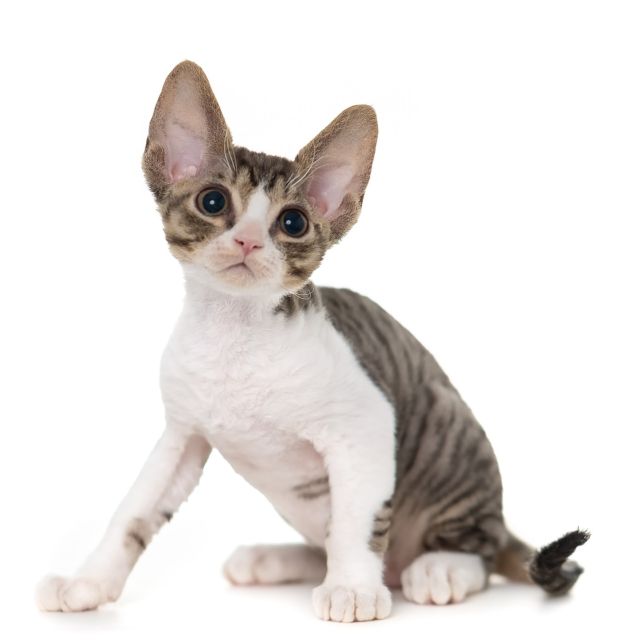 ブラウンマッカレルタビーアンドホワイトくん。
⁡
・・・
⁡
#ヒャクパーセントネコ by #Cattery #Sakuraquiet | 100% Neko は #猫カフェ スタイルの #デボンレックス の #キャッテリー です。#子猫 と直接触れ合っていただけます。
⁡
#devonrex #kitten #devonrexkitten #devonrexcattery #デボンレックス子猫 #デボンレックスブリーダー #デボンレックスキャッテリー