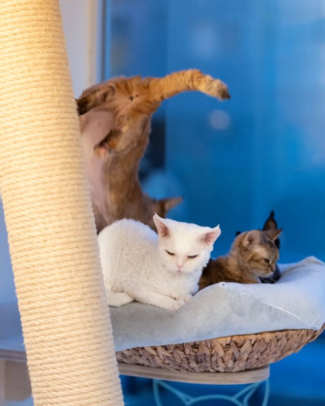 新設の窓際ベッドは猫たちにもお店の前をゆく歩行者さんにも大人気。カテリーナもたまらず場所取りダイブ💨⁡
⁡
・・・⁡⁡
⁡
#ヒャクパーセントネコ by #Cattery #Sakuraquiet | 100% Neko は #猫カフェ スタイルの #デボンレックス の #キャッテリー です。#子猫 たちとも直接触れ合っていただけます。⁡⁡
⁡
#devonrex #kitten #devonrexkitten #devonrexcattery #デボンレックス子猫 #デボンレックスブリーダー #デボンレックスキャッテリー
