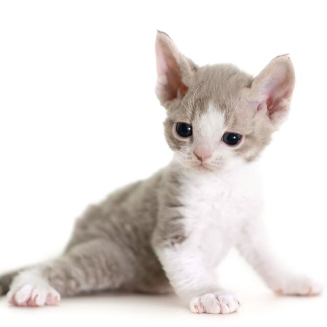 11月24日生まれ、フォーン＆ホワイトくん⁡✨
⁡
・・・⁡
⁡
#ヒャクパーセントネコ by #Cattery #Sakuraquiet | 100% Neko は #猫カフェ スタイルの #デボンレックス の #キャッテリー です。#子猫 と直接触れ合っていただけます。もちろん、お迎えも！⁡
⁡
#devonrex #kitten #devonrexkitten #devonrexcattery #デボンレックス子猫 #デボンレックスブリーダー #デボンレックスキャッテリー