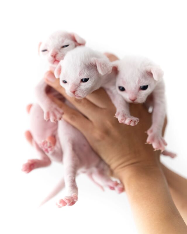 12月21日生まれの白い子三兄弟🤍🤍🤍⁡
⁡
・・・⁡
⁡
#ヒャクパーセントネコ by #Cattery #Sakuraquiet | 100% Neko は #猫カフェ スタイルの #デボンレックス の #キャッテリー です。#子猫 と直接触れ合っていただけます。もちろん、お迎えも！⁡
⁡
#devonrex #kitten #devonrexkitten #devonrexcattery #デボンレックス子猫 #デボンレックスブリーダー #デボンレックスキャッテリー