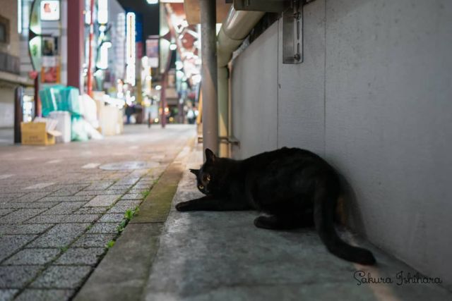 酔っぱらいのおじさんみたい
・・・
#sonyA7RII  #Batis25 | #cat #猫写真 #今日の一枚 #黒猫  #東京 #ツァイス写真部

sakuraquiet.me/photography/gallery
