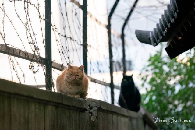 ここから先へは通しませんぞ
・・・
#sonyA7RII #SEL70200GM | #cat #猫写真 #猫たちのいた風景 #今日の一枚 #東京 #茶トラ #黒猫

sakuraquiet.me/photography/gallery