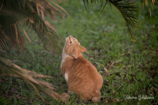 上体反らし～
・・・
#sonyA7RII #SIGMA50100mm | #cat #猫写真 #今日の一枚 #茶白 #東京 
sakuraquiet.me/photography/gallery