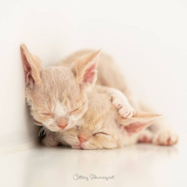 おちびだったあの頃
・・・
#sonyA7rII #Batis85 | #cat #猫写真 #今日の一枚 #デボンレックス #devonrex #キャッテリー通信 #sakuraquiet

sakuraquiet.me/photography/gallery