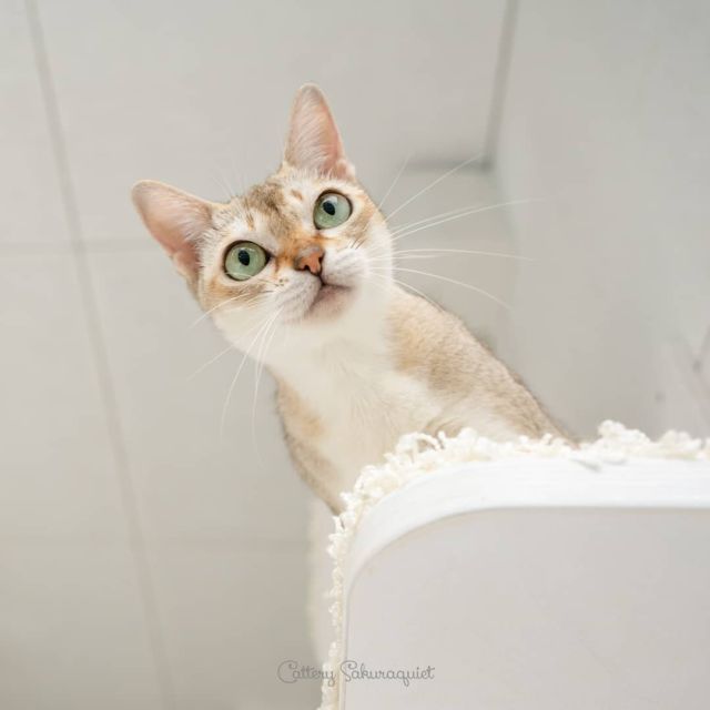 うちのこ #アセラ ちゃん 、おひげアンテナ全開!
・・・
#sonyA7rII #Batis25 | #cat #猫写真 #今日の一枚 #シンガプーラ #singapuracat #キャッテリー通信 #sakuraquiet

sakuraquiet.me/photography/gallery