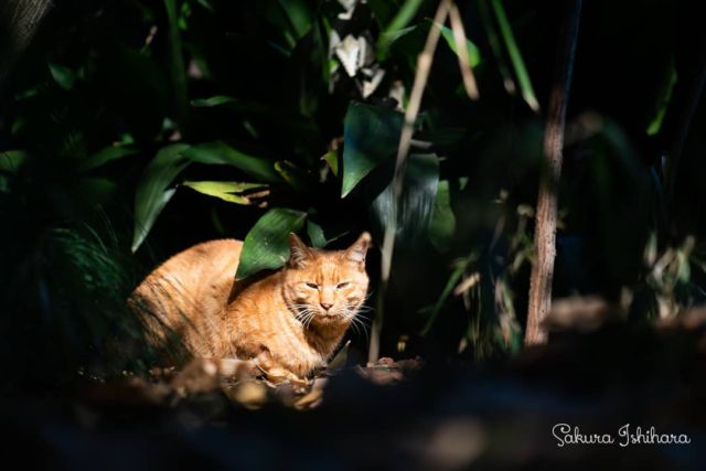 午後のひだまり
・・・
#sonyA7RII  #Batis85 | #cat #猫写真 #今日の一枚 #茶トラ  #東京 #ツァイス写真部
sakuraquiet.me/photography/gallery