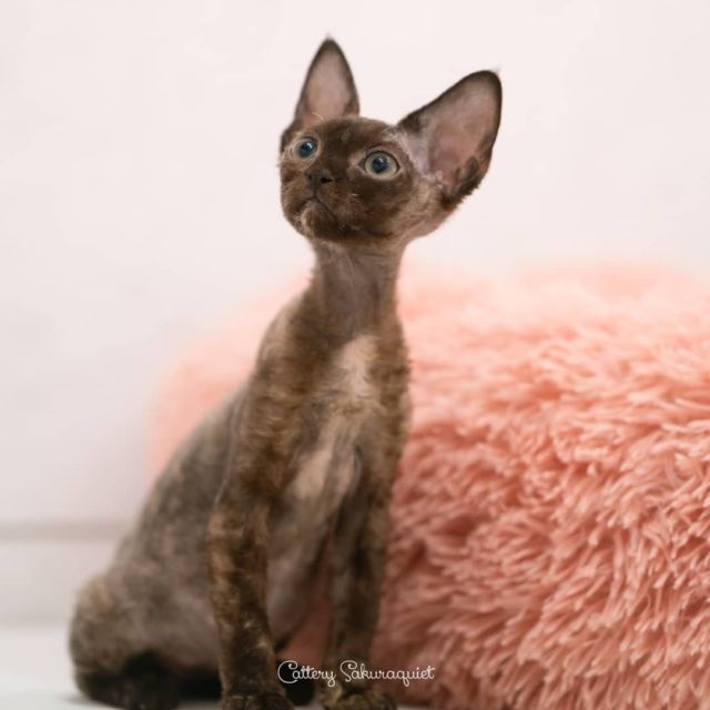 トーティーちゃん
・・・
#sonyA7rII #Batis85 | #cat #猫写真 #今日の一枚 #デボンレックス #devonrex #キャッテリー通信 #sakuraquiet

sakuraquiet.me/photography/gallery