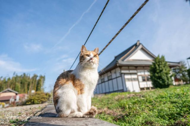ミー子母さん、ひこうき雲見えた? | 「てらねこ 毎日が幸せになる お寺と猫の連れ添い方」好評発売中 ☞ https://amzn.to/2Oixatn
・・・
#てらねこ #那須の長楽寺 #cat #猫写真 #今日の一枚