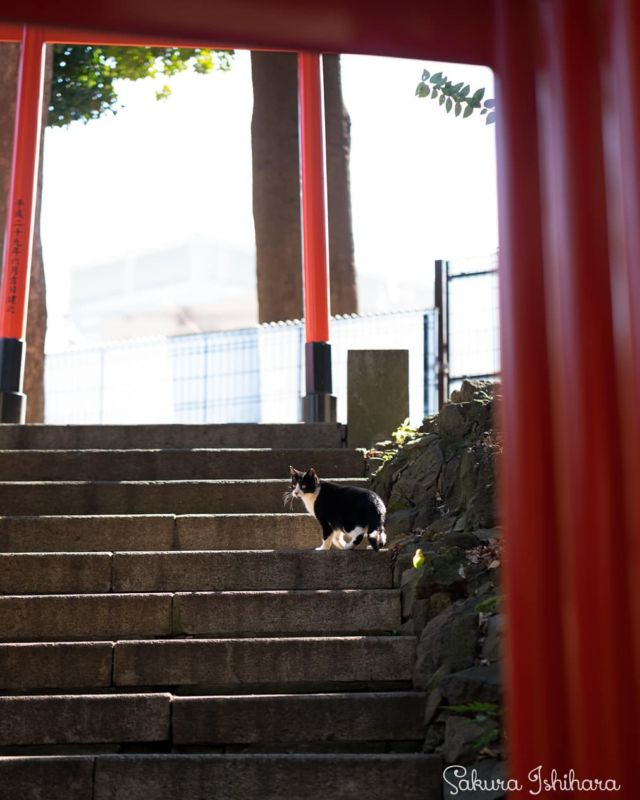 カメラ📷を意識してポーズ😼
・・・
#sonyA7RII  #Batis85 | #cat #猫写真 #今日の一枚 #黒白 #tokyo

sakuraquiet.me/photography/gallery