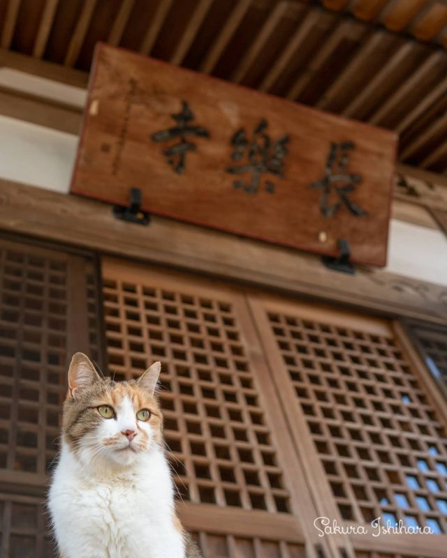 てらねこ 発売中!http://sakuraquiet.me/media/teraneko
・・・
#sonyA7RII | #cat #猫写真 #今日の一枚