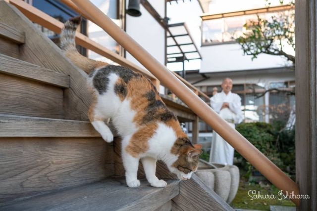 ミーコ母さん、お散歩に忙しそう | 「てらねこ 毎日が幸せになる お寺と猫の連れ添い方」好評発売中 ☞ https://amzn.to/2Oixatn
・・・
#てらねこ #那須の長楽寺 #cat #猫写真 #今日の一枚
