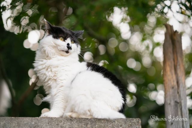 塀の上のマスクさん
・・・
#sonyA7RII  #Batis85 | #cat #猫写真 #今日の一枚 #白黒 #東京 #ツァイス写真部

sakuraquiet.me/photography/gallery