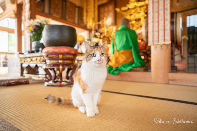 ちょっとおすまし顔のミーコ母さん、お気に入りの一枚 | 「てらねこ 毎日が幸せになる お寺と猫の連れ添い方」好評発売中 ☞ https://amzn.to/2Oixatn
・・・
#てらねこ #那須の長楽寺 #cat #猫写真 #今日の一枚