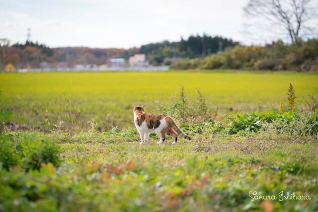 ミーコ母さんだけの時間 | 「てらねこ 毎日が幸せになる お寺と猫の連れ添い方」好評発売中 ☞ https://amzn.to/2Oixatn
・・・
#てらねこ #那須の長楽寺 #cat #猫写真 #今日の一枚