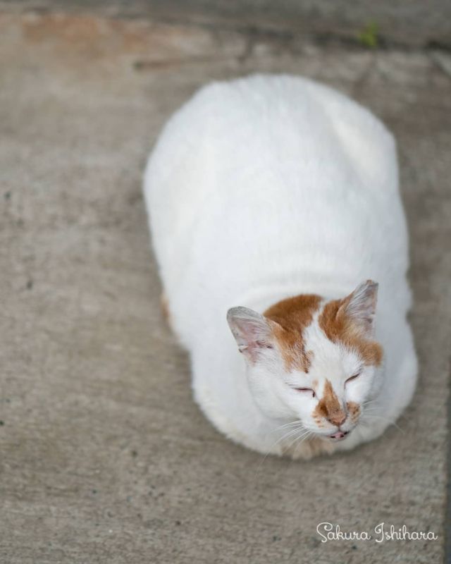 茶々大福
・・・
#sonyA7RII  #Batis85 | #cat #猫写真 #今日の一枚 #茶白 #東京 #ツァイス写真部

sakuraquiet.me/photography/gallery