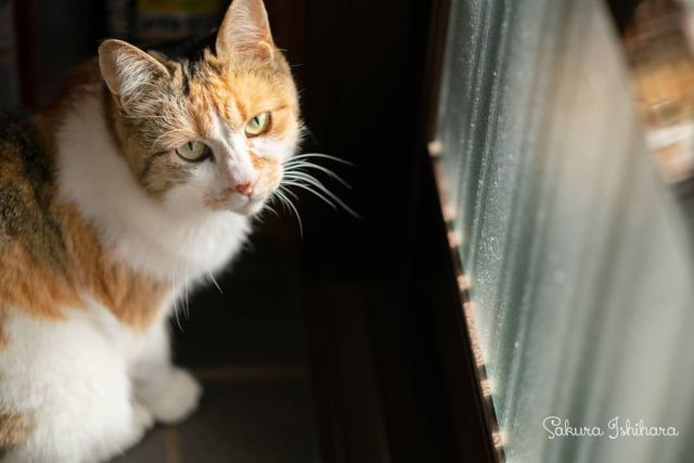 ミーコ母さん✨まなざし美しい | 「てらねこ 毎日が幸せになる お寺と猫の連れ添い方」好評発売中 ☞ https://amzn.to/2Oixatn
・・・
#てらねこ #那須の長楽寺 #cat #猫写真 #今日の一枚