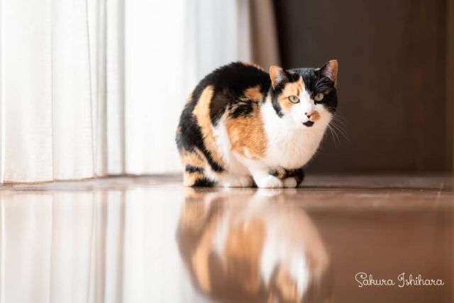 麗しのお嬢様✨ひーちゃん | 「てらねこ 毎日が幸せになる お寺と猫の連れ添い方」好評発売中 ☞ https://amzn.to/2Oixatn
・・・
#てらねこ #那須の長楽寺 #cat #猫写真 #今日の一枚