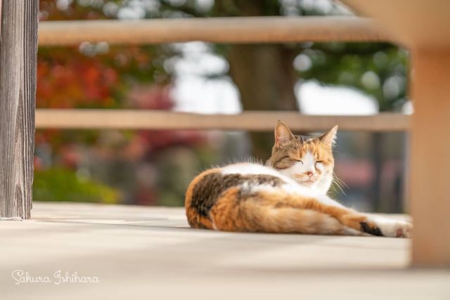 うとうとお昼寝のミーコ母さん | 「てらねこ 毎日が幸せになる お寺と猫の連れ添い方」好評発売中 ☞ https://amzn.to/2Oixatn
・・・
#てらねこ #那須の長楽寺 #cat #猫写真 #今日の一枚