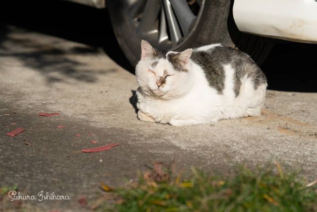 本編には登場しなかった、のらおくんも日向ぼっこ | 「てらねこ 毎日が幸せになる お寺と猫の連れ添い方」好評発売中 ☞ https://amzn.to/2Oixatn
・・・
#てらねこ #オフショット #那須の長楽寺 #cat #猫写真 #今日の一枚
