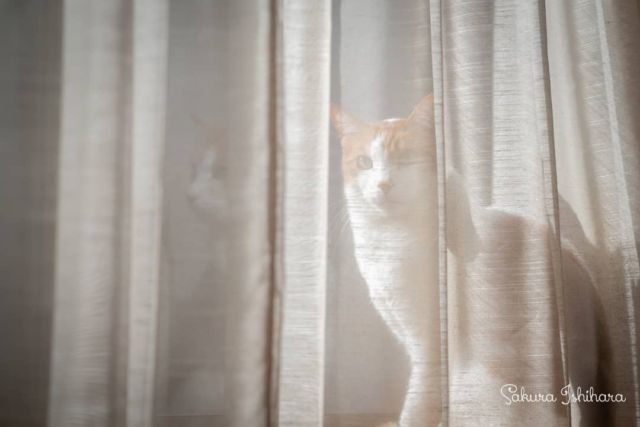 カーテン越しのシロくん☀️ポカポカ日向ぼっこ中 | 「てらねこ 毎日が幸せになる お寺と猫の連れ添い方」好評発売中 ☞ https://amzn.to/2Oixatn
・・・
#てらねこ #オフショット  #那須の長楽寺 #cat #猫写真 #今日の一枚