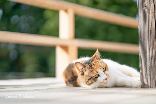 グラビアモデルさんな✨ミーコ母さん | 「てらねこ 毎日が幸せになる お寺と猫の連れ添い方」好評発売中 ☞ https://amzn.to/2Oixatn
・・・
#てらねこ #オフショット #那須の長楽寺 #cat #猫写真 #今日の一枚