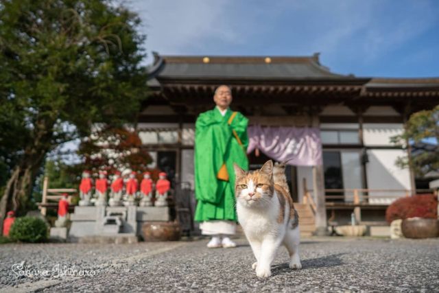 おでむかえのミーコ母さん | 「てらねこ 毎日が幸せになる お寺と猫の連れ添い方」好評発売中 ☞ https://amzn.to/2Oixatn
・・・
#てらねこ #那須の長楽寺 #cat #猫写真 #今日の一枚