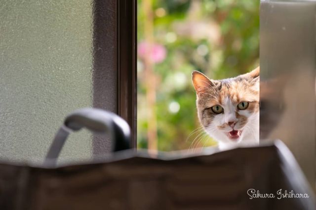 ただいまーってお顔のミーコ母さん | 「てらねこ 毎日が幸せになる お寺と猫の連れ添い方」好評発売中 ☞ https://amzn.to/2Oixatn
・・・
#てらねこ #オフショット #那須の長楽寺 #cat #猫写真 #今日の一枚
