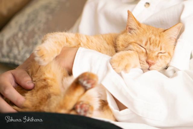 連載中 #ネコとオッサン 2019 | おしゃべり好きな爺さんネコ・スミス
☞ http://bit.ly/nekoossan_006
・・・
#cat #猫写真 #oceans_magazine #今日の一枚