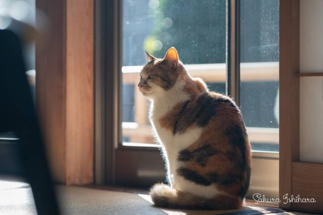 ひだまりのミーコ母さん | 「てらねこ 毎日が幸せになる お寺と猫の連れ添い方」好評発売中 ☞ https://amzn.to/2Oixatn
・・・
#てらねこ #オフショット #那須の長楽寺 #cat #猫写真 #今日の一枚