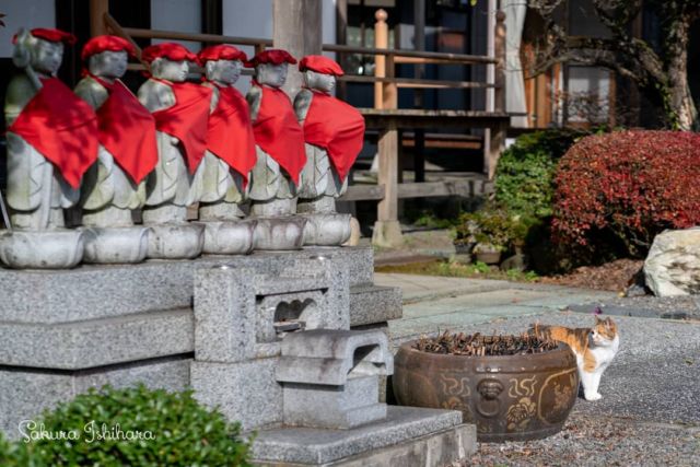 お地蔵さん異常なし👈見廻りミーコ母さん | 「てらねこ 毎日が幸せになる お寺と猫の連れ添い方」好評発売中 ☞ https://amzn.to/2Oixatn
・・・
#てらねこ #那須の長楽寺 #cat #猫写真  #ニャルソック #ニャコム #今日の一枚