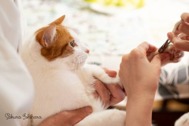 爪切り中😼シロくん | 「てらねこ 毎日が幸せになる お寺と猫の連れ添い方」好評発売中 ☞ https://amzn.to/2Oixatn
・・・
#てらねこ #オフショット #那須の長楽寺 #cat #猫写真 #今日の一枚