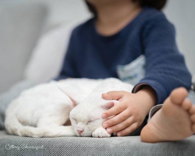 うちのこ #ディアナ と息子くん
・・・
#cat #猫写真 #今日の一枚 #デボンレックス #devonrex #diana #キャッテリー通信 #sakuraquiet #ツァイス写真部 #Batis85 #令和

sakuraquiet.me/photography/gallery