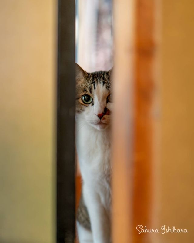 隙間からじーっと観察中のまーくん | 「てらねこ 毎日が幸せになる お寺と猫の連れ添い方」好評発売中 ☞ https://amzn.to/2Oixatn
・・・
#てらねこ #オフショット #那須の長楽寺 #cat #猫写真 #今日の一枚
