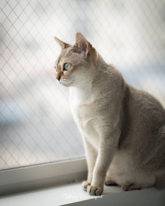 平成最後のうちのこ #ジジ a.k.a ぷったん🌧️☁️🌥️早く晴れないかなぁ
・・・
#cat #猫写真 #今日の一枚 #シンガプーラ #singapuracat #キャッテリー通信 #sakuraquiet #ツァイス写真部 #Batis85

sakuraquiet.me/photography/gallery