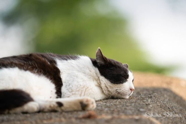 おひるね日和💤
・・・
#SEL70200GM | #cat #猫写真 #今日の一枚 #千葉 #黒白
sakuraquiet.me/photography/gallery
