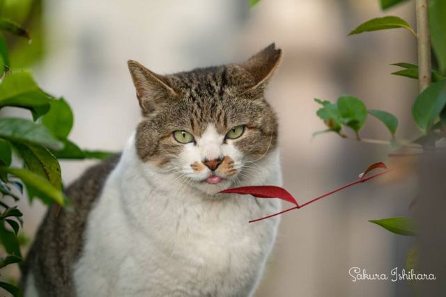 味わい深いお顔😼
・・・
#SEL70200GM | #cat #猫写真 #今日の一枚 #東京 #キジ白

sakuraquiet.me/photography/gallery
