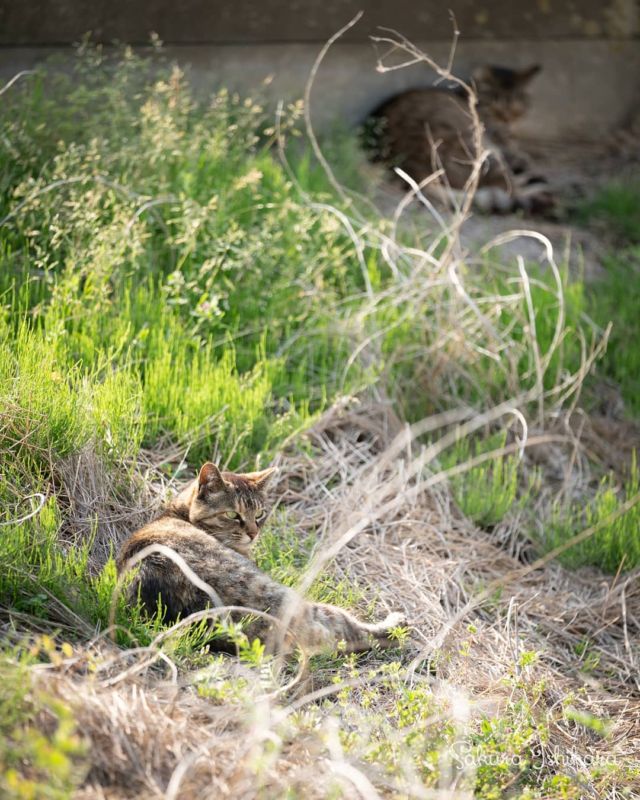 ひなたぼっこ捗ります☀️
・・・
#SEL70200GM | #cat #猫写真 #今日の一枚 #千葉 #キジトラ
sakuraquiet.me/photography/gallery