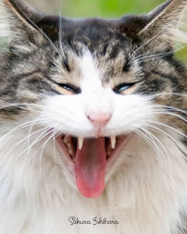 無題
・・・
#cat #猫写真 #今日の一枚 #東京 #キジ白

sakuraquiet.me/photography/gallery