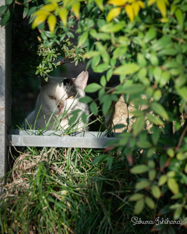 隠れているのよ🤐黙っていてね
・・・
#SEL70200GM | #cat #猫写真 #今日の一枚 #東京 #黒白
sakuraquiet.me/photography/gallery