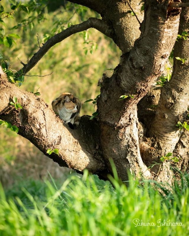爽やかお休憩スポット🌳🌫️
・・・
#SEL70200GM | #cat #猫写真 #猫たちのいた風景 #今日の一枚 #千葉 #三毛

sakuraquiet.me/photography/gallery